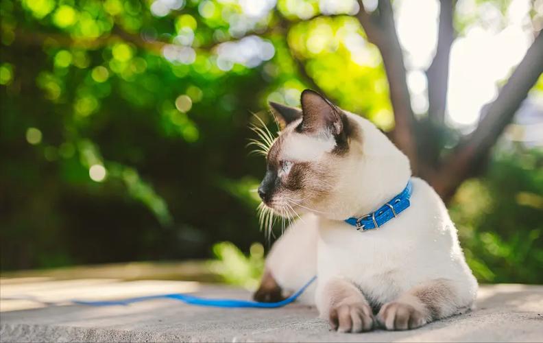 猫咪自带的神秘香气，自然与优雅的完美结合