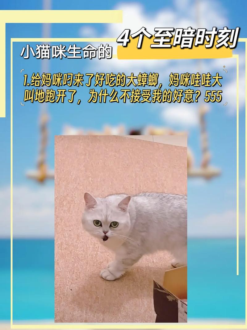 奇迹诞生，一只猫咪如何挽救生命