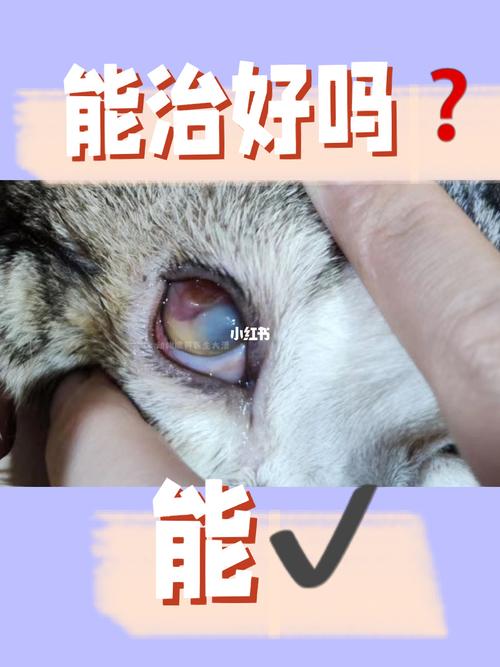 猫咪眼睛红肿？揭秘常见原因与急救措施