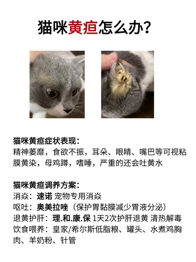 揭秘猫咪黄疸，了解症状、原因与治疗