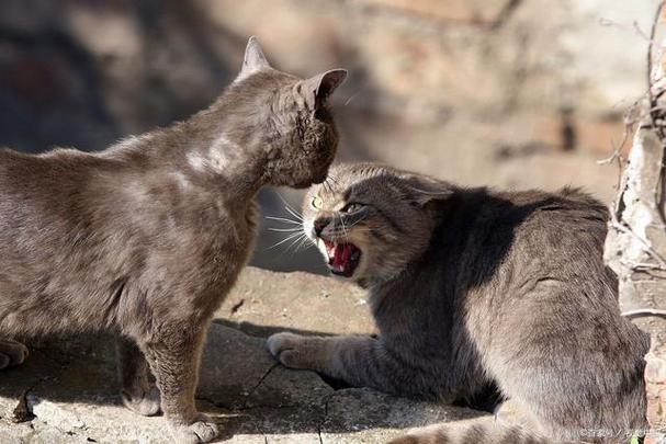 猫咪为何打架？揭秘家庭宠物的社交行为