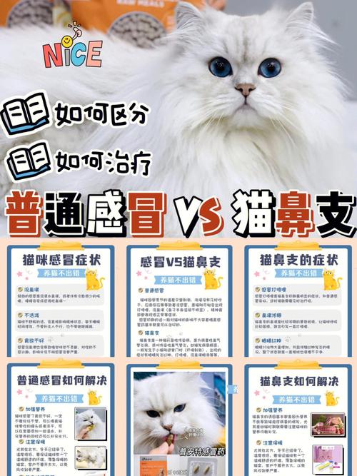 猫咪鼻子发炎，如何正确护理