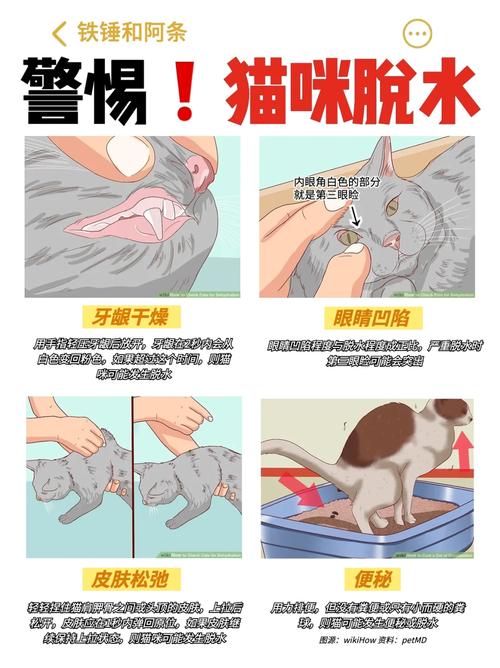 猫咪脱水？了解如何及时处理轻松解决