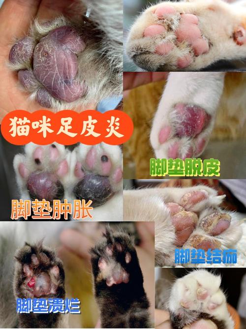 猫咪眼珠脱皮，常见原因及护理方法