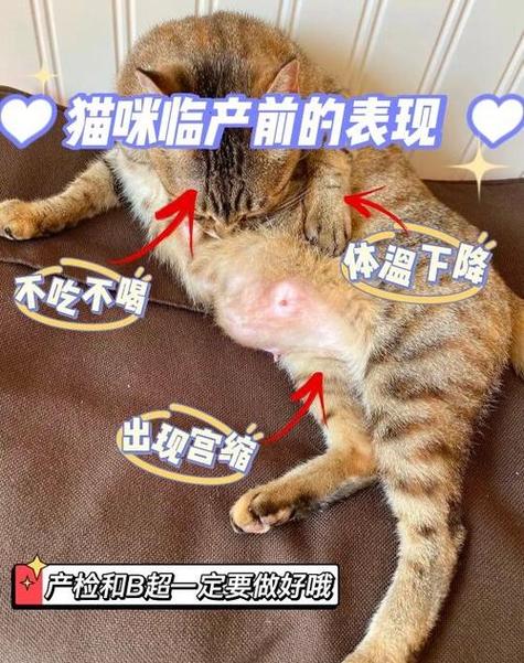 揭秘猫咪自然分娩的秘密，一场母爱与科学的奇妙合作