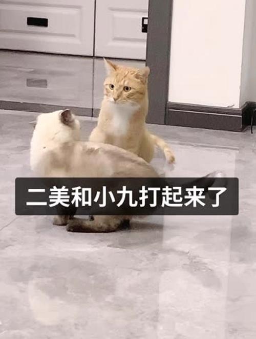 猫咪世界的秘密花园——探索喵星人的生活与情感