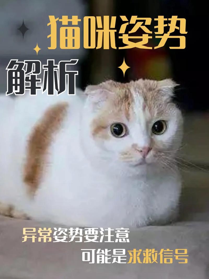 猫咪身体晃动，揭秘它们神秘的求救信号