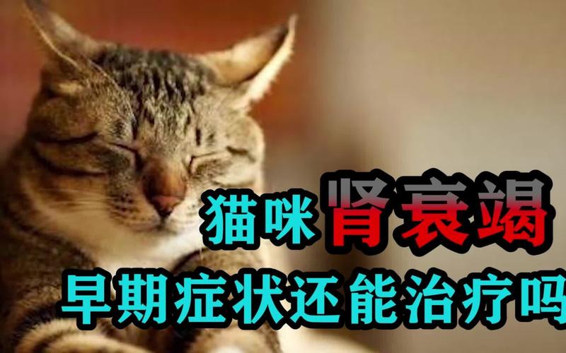 猫咪心肾衰竭，早期识别与日常护理