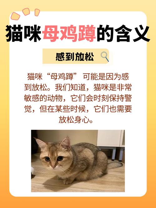 揭秘猫咪繁殖的秘密，规律与挑战并存