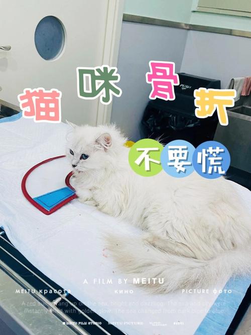 猫咪鼻子骨折，紧急情况下的护理指南