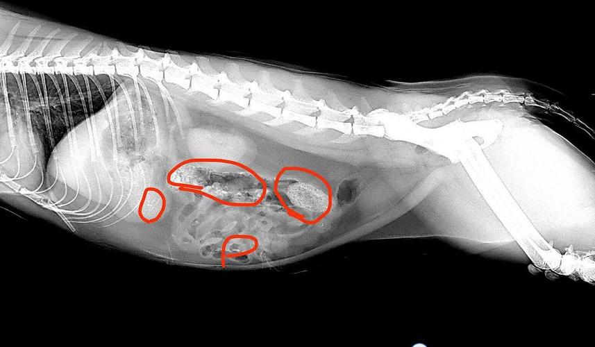 揭秘猫咪钡餐检查费用，宠物健康不容忽视