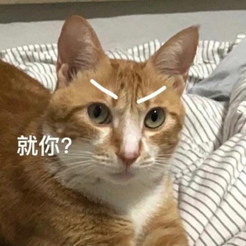 猫咪也能骂人？它们的咆哮其实大有学问