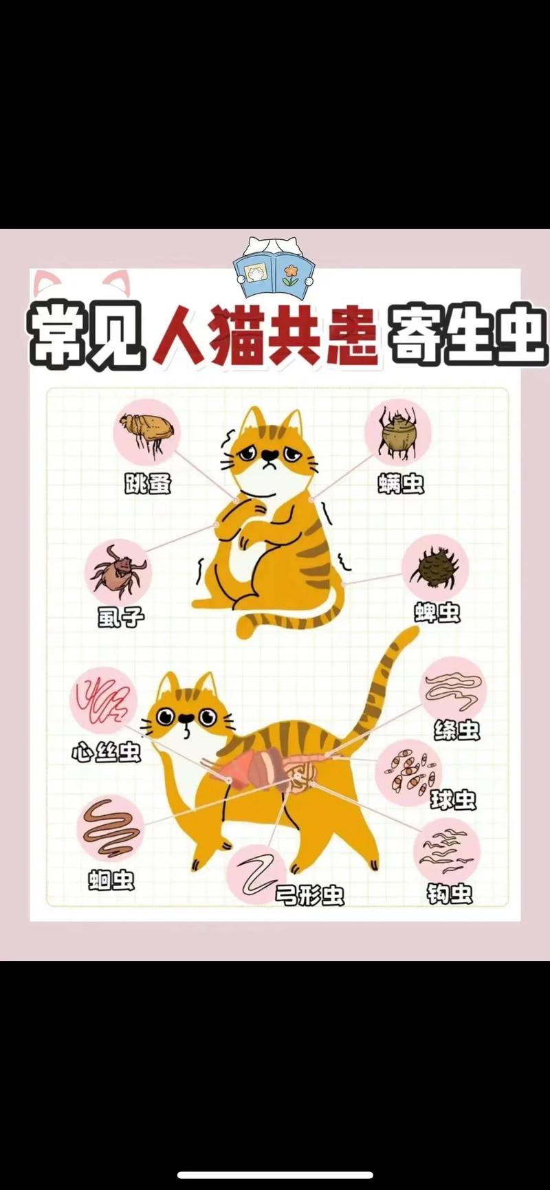 猫咪肠道绦虫，了解宠物健康中的隐形威胁