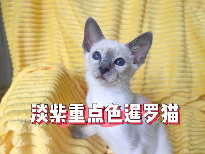 猫咪识别颜色