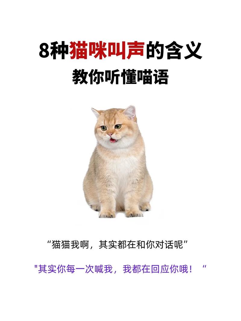 猫咪为什么总是那么爱叫？揭秘猫叫声背后的秘密