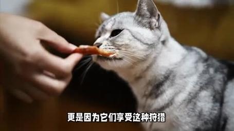 揭秘猫咪眼屎的秘密——一场果冻之旅