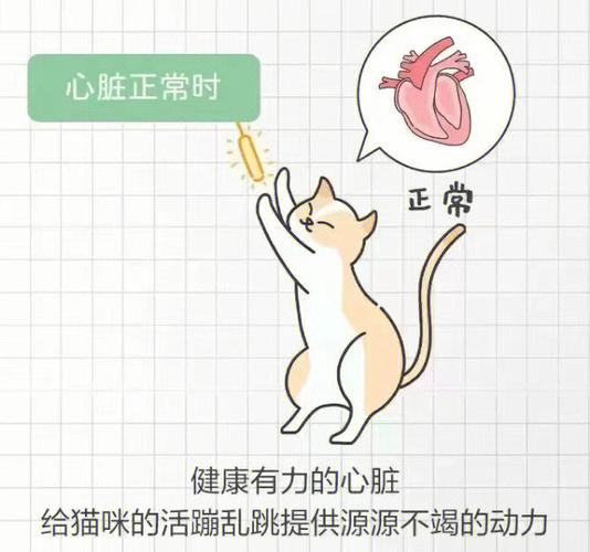 守护毛茸茸的小心脏，了解猫咪心脏问题及其护理