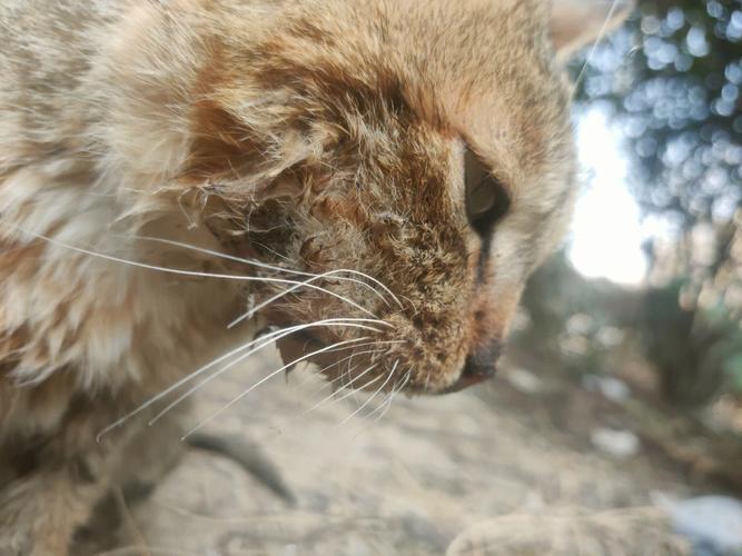 猫咪嘴角残留的食物，是它们爱的表达吗？