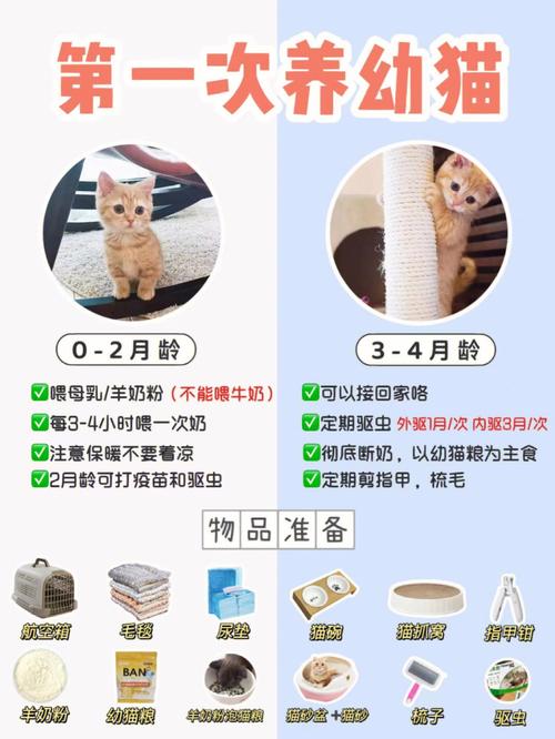 猫咪喂食指南，科学喂养，健康生活