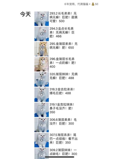 猫咪的价格，了解影响因素和预算指南