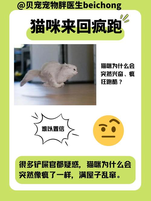 如何管理家中的猫咪不让它们乱跑？