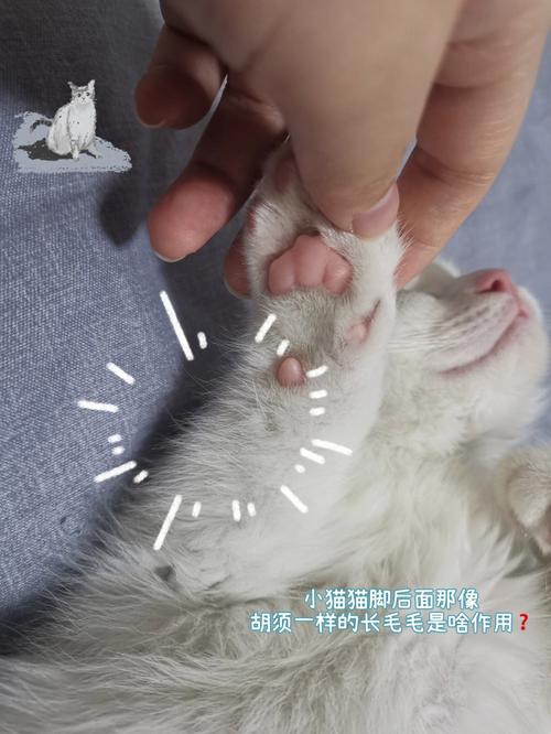 揭秘猫咪长毛的秘密——从毛囊到满身绒毛的奇妙旅程