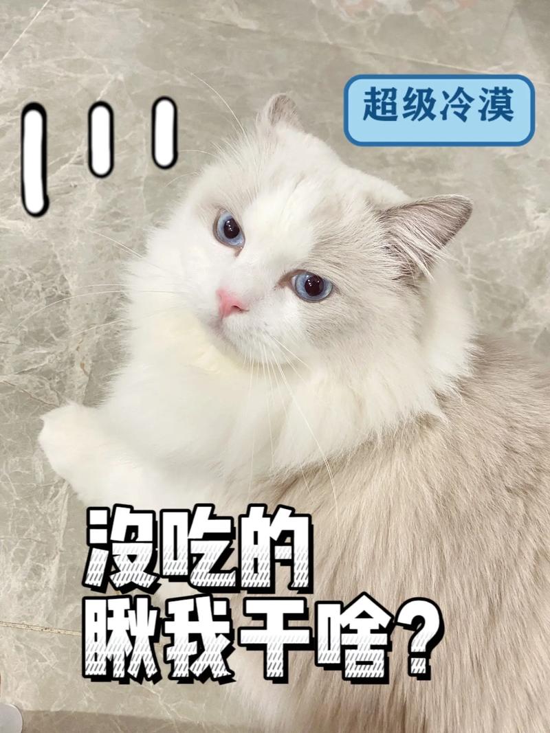 揭秘猫咪证书背后的趣事与猫奴的热爱