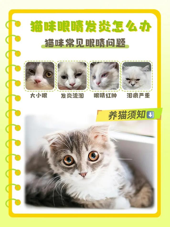 猫咪瞳孔异常，了解常见问题与护理方法