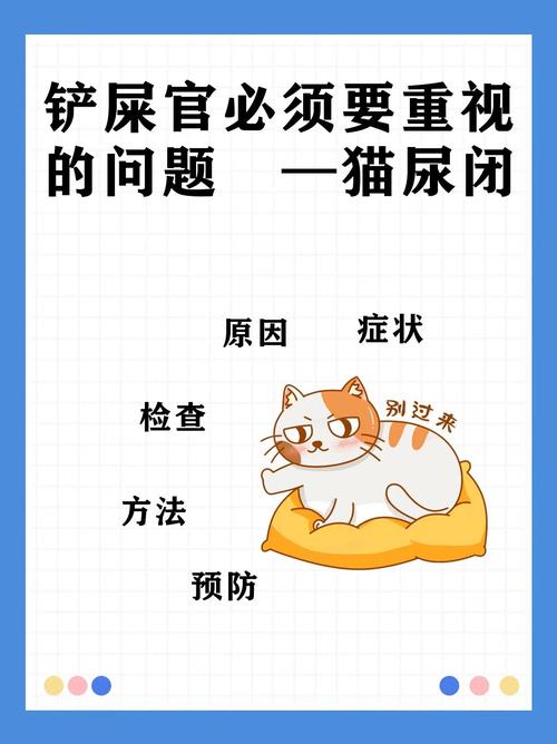 猫咪尿路炎症，症状识别与护理指南