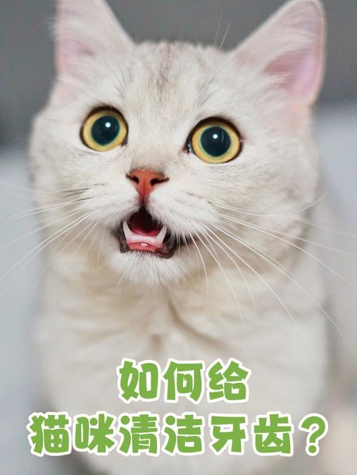 猫咪的智慧与策略，如何巧妙利用牙齿保护自己