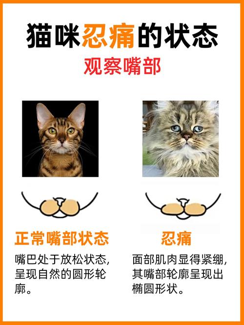 猫咪突然抽搐，这背后隐藏的猫病危机