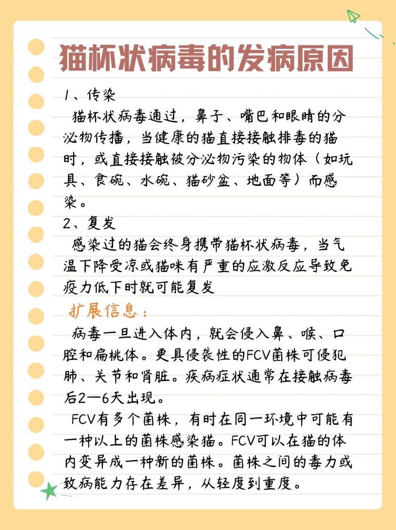 猫咪不适症状的识别与应对策略