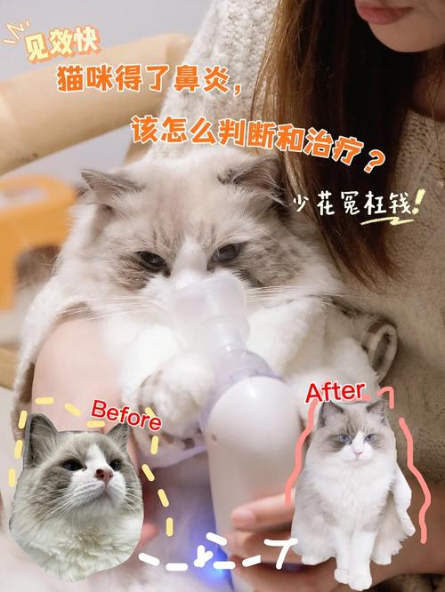 揭秘猫咪鼻炎与唾液的神秘联系