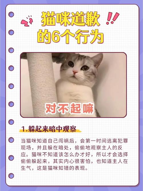 打头就教训，猫咪的生存之道