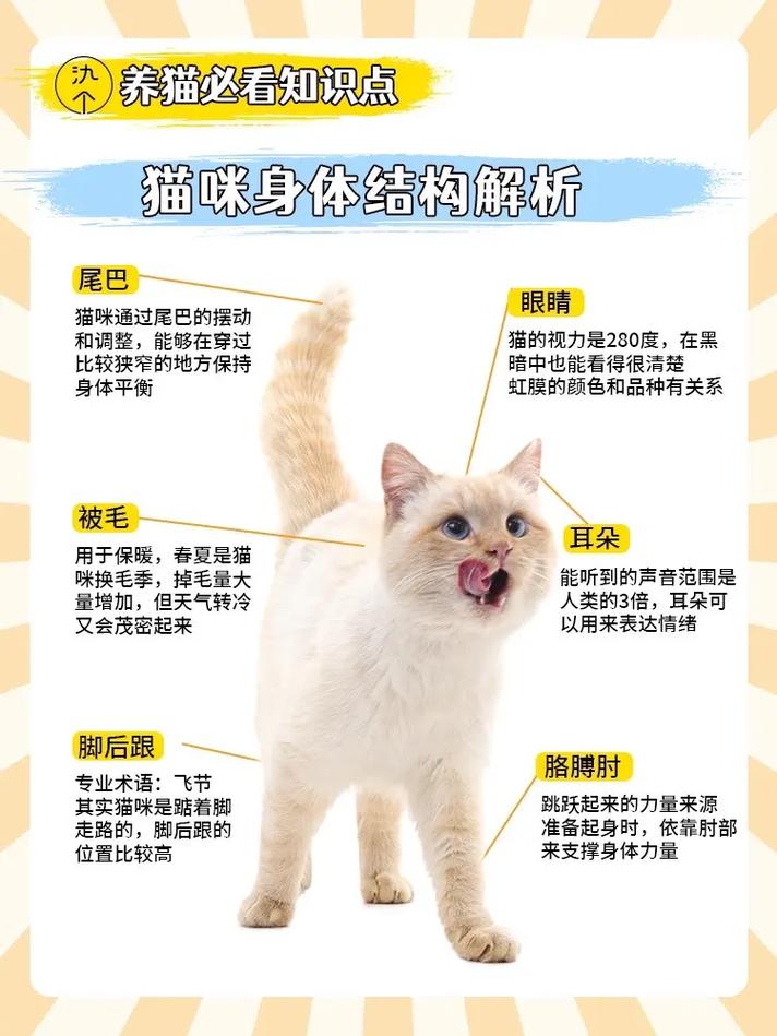 揭秘猫咪的神秘世界，从毛茸茸到尾巴摇