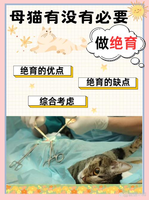 揭秘猫咪直肠位置，掌握宠物健康关键