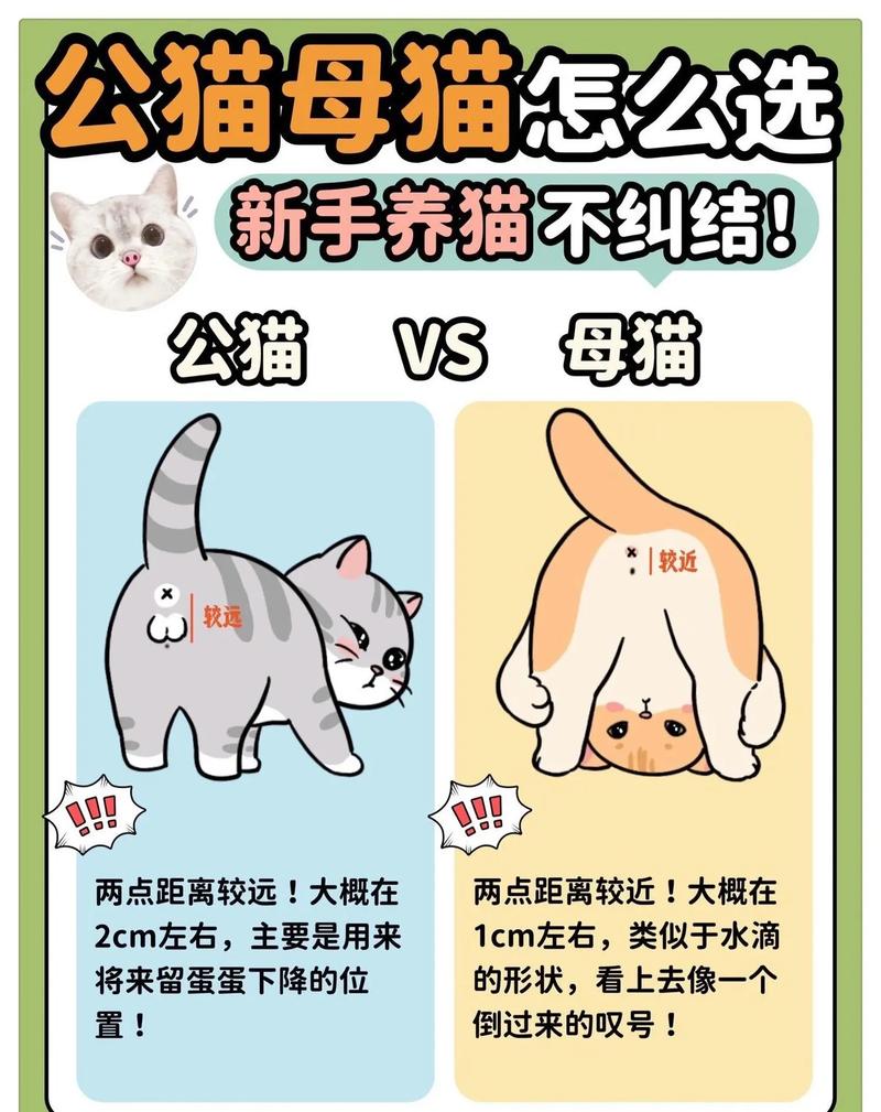 揭秘猫咪性别，快速准确识别小猫性别的秘籍