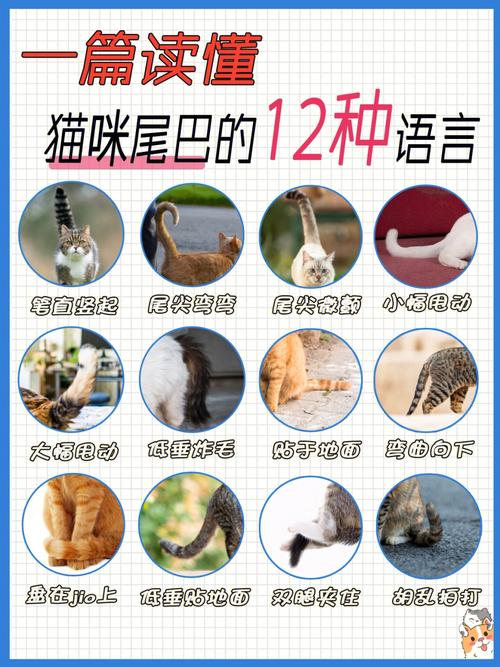 猫咪尾巴的秘密，弯着的优雅密码