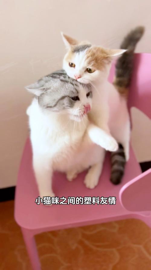 猫咪之间的友情与交流