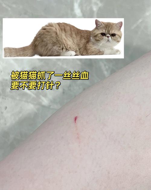 猫咪打针，那些你不知道的真相