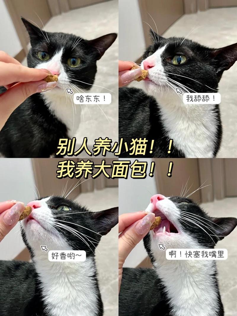 猫咪大便为何发黑？了解原因和应对措施