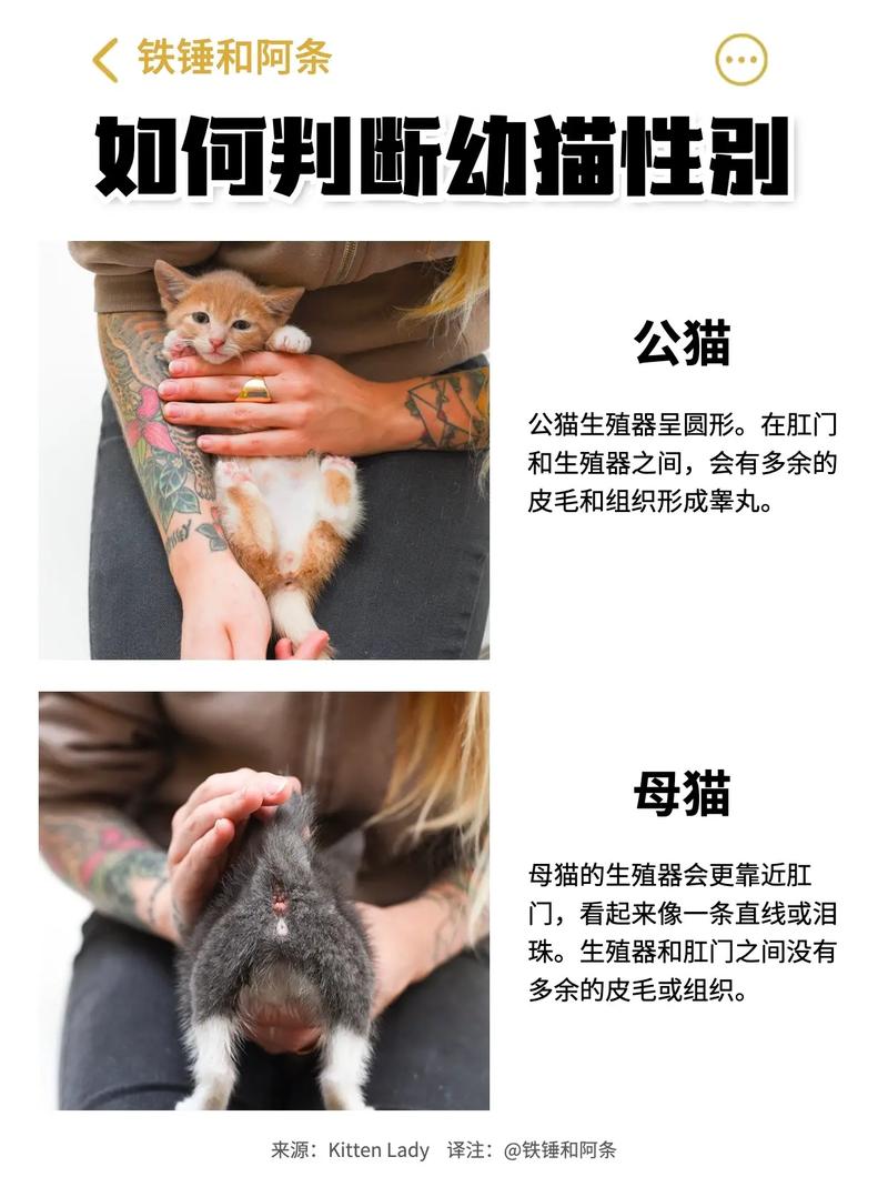 揭秘猫咪性别，轻松掌握的科学方法