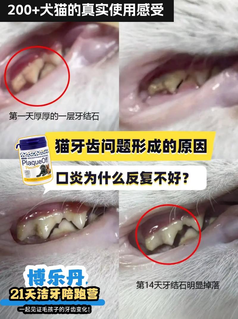 猫咪牙龈变白？了解原因与护理方法