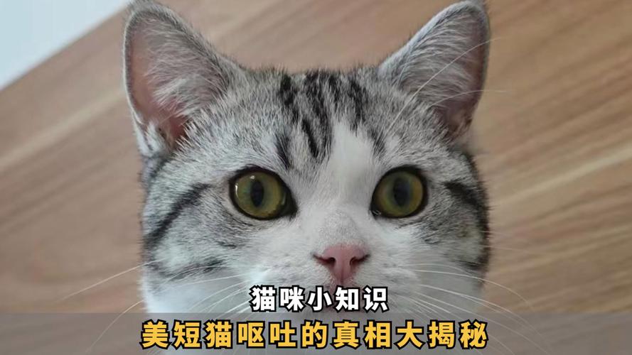 猫咪后腿颤抖的秘密，了解它背后的原因