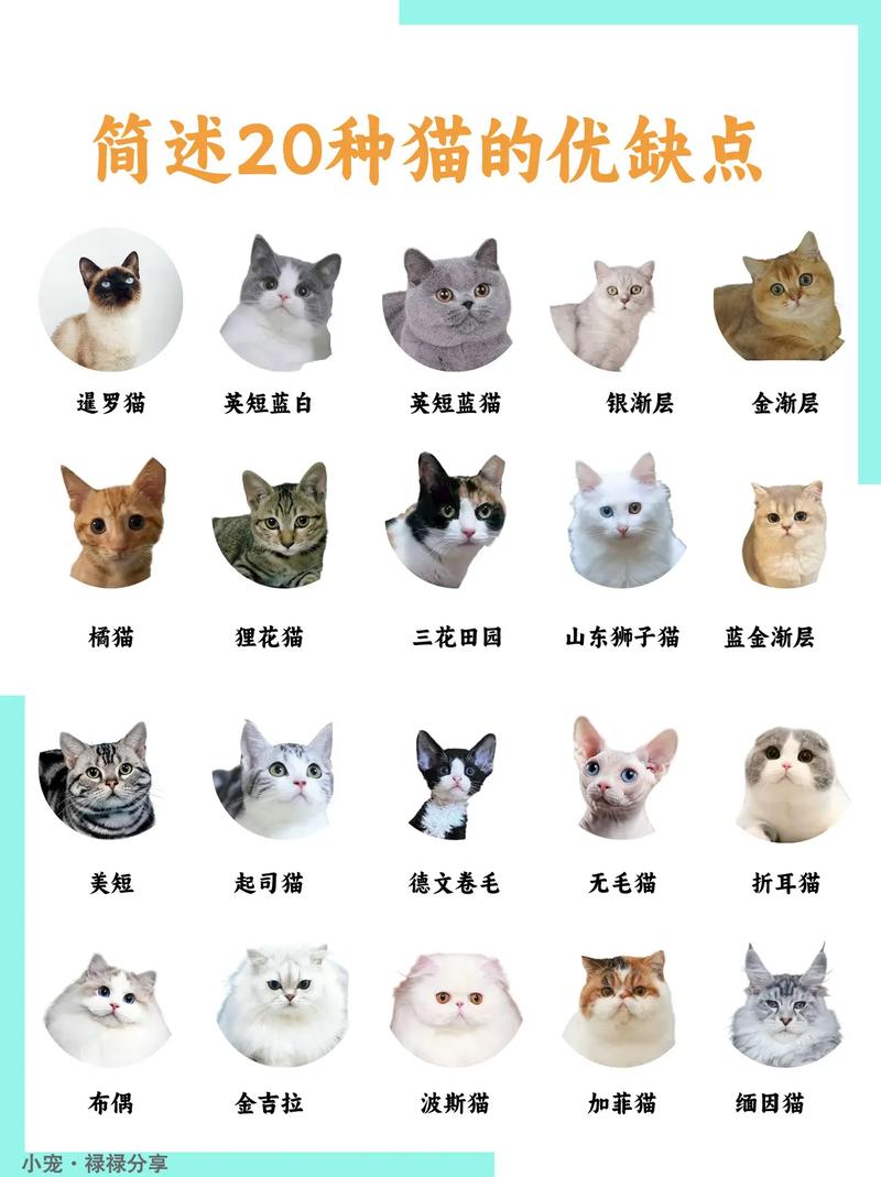 猫咪的魅力，多重性格下的毛茸伴侣