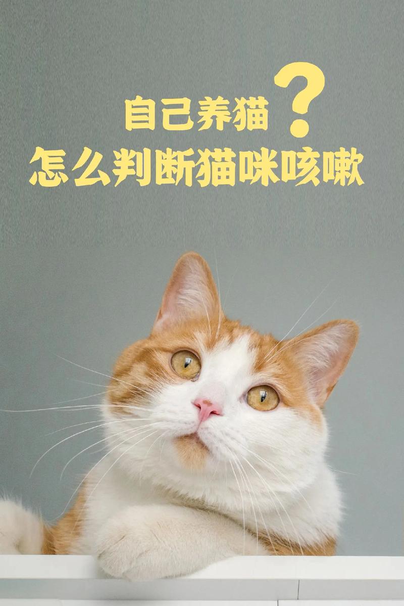 猫咪的咳嗽，了解原因和如何应对