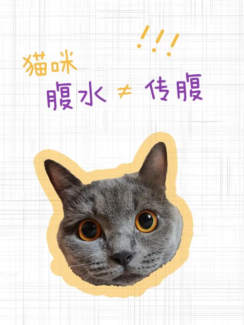 猫咪的腹水，了解它的成因与预防