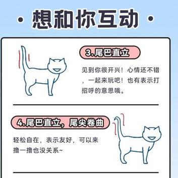 猫咪尾巴向左的神秘启示