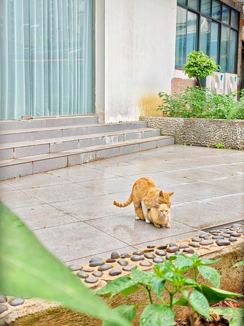 猫咪的赛场奇遇