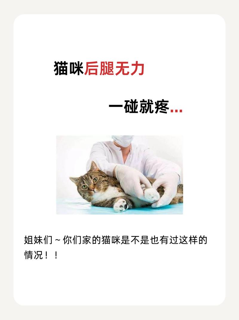 紧急！猫咪后腿出血，主人如何应对？